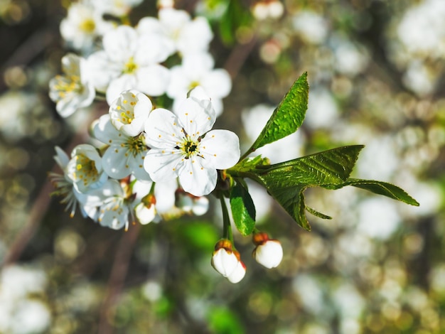 Flores blancas de cerezo de cerca