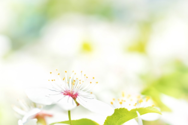 Flores blancas en un cerezo en flor con un fondo suave de hojas verdes de primavera. Tiro macro