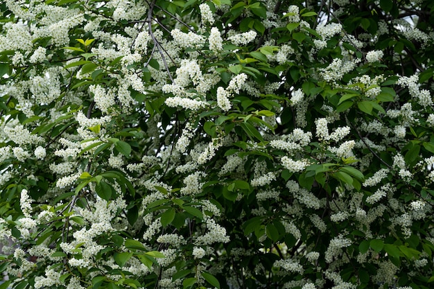 Flores blancas de cerezo de pájaro en primavera