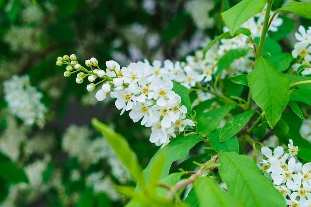 Flores blancas de cerezo de pájaro en un primer plano de rama
