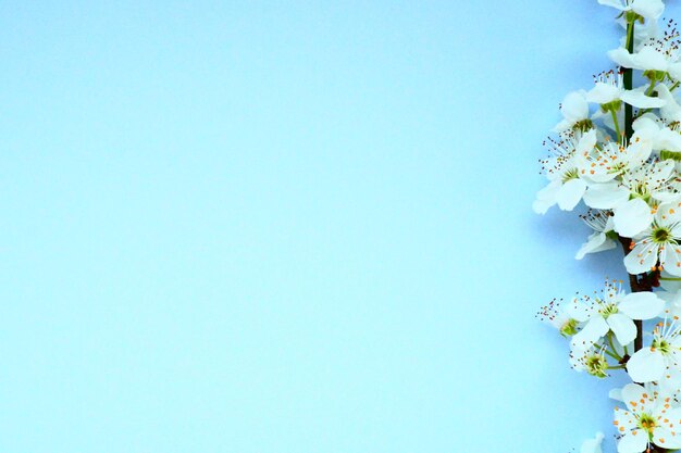 Flores blancas de cerezo de pájaro sobre un fondo azul Copiar espacio para texto Tarjeta brillante para las vacaciones o invitación Tiempo de primavera