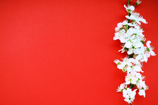 Flores blancas de cerezo de pájaro sobre un fondo rojo Copiar espacio para texto Tarjeta brillante para las vacaciones o invitación Tiempo de primavera