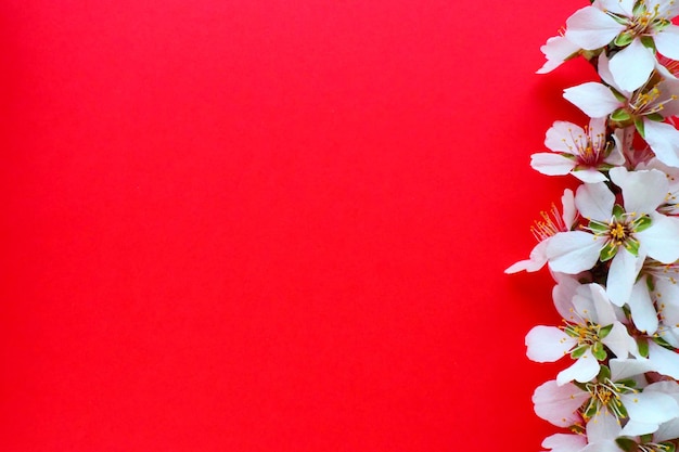 Flores blancas de cerezo de pájaro sobre un fondo rojo Copiar espacio para texto Tarjeta brillante para las vacaciones o invitación Tiempo de primavera