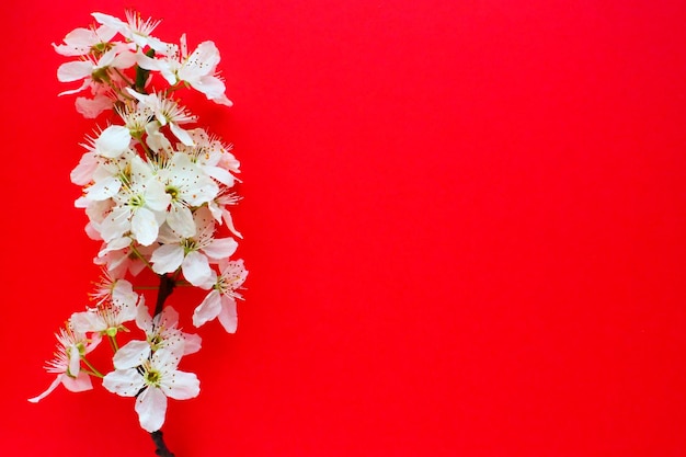 Flores blancas de cerezo de pájaro sobre un fondo rojo Copiar espacio para texto Tarjeta brillante para las vacaciones o invitación Tiempo de primavera