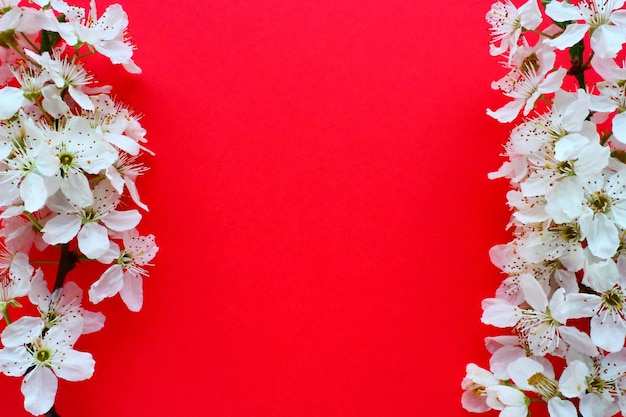 Flores blancas de cerezo de pájaro sobre un fondo rojo Copiar espacio para texto Tarjeta brillante para las vacaciones o invitación Tiempo de primavera