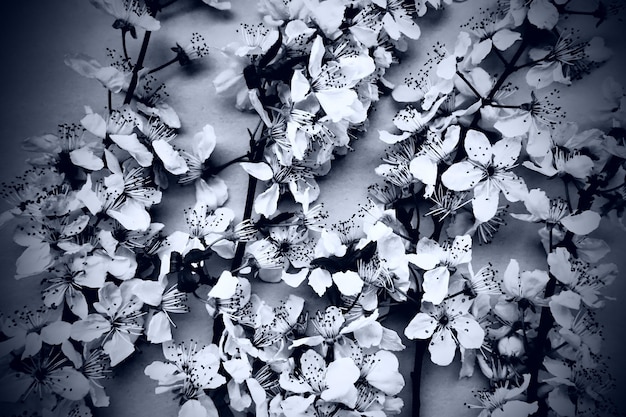 Flores blancas de cerezo de pájaro Tarjeta para las vacaciones o invitación Tiempo de primavera Foto borrosa brumosa Desenfoque de primavera suave abstracto Muchas flores en las ramas Fotografía monocromática en blanco y negro