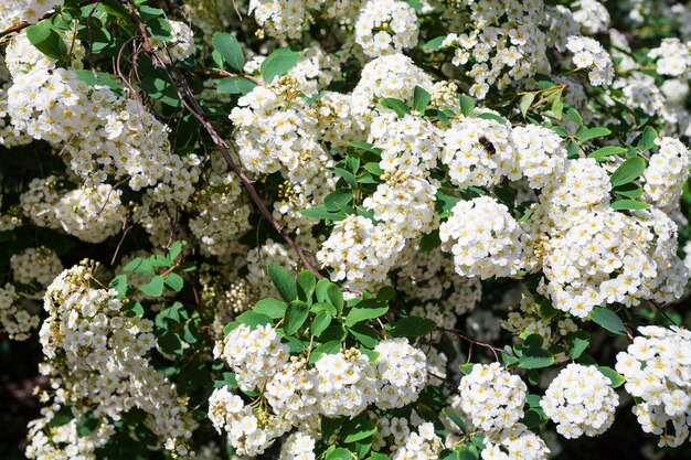 Foto flores blancas de cerezo de pájaro