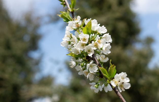 Flores blancas de cerezo en una rama