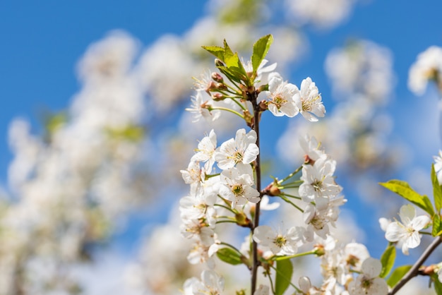 Flores blancas del cerezo