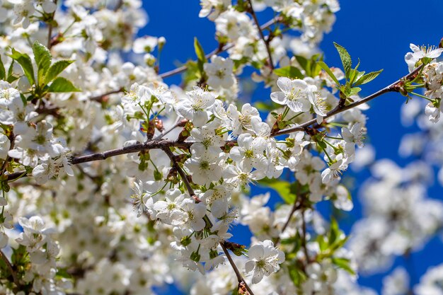 Flores blancas de los cerezos en flor en un día de primavera sobre el cielo azul