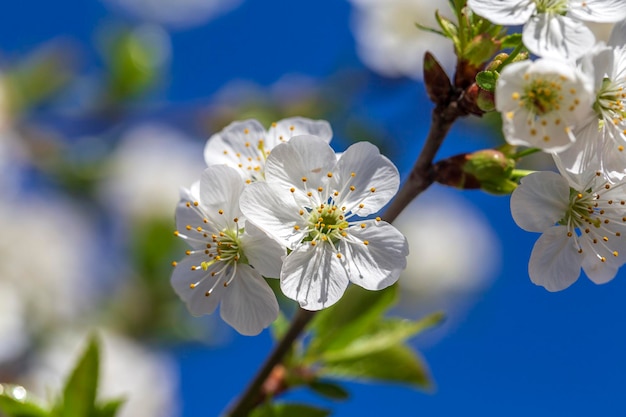 Flores blancas de los cerezos en flor en un día de primavera sobre fondo de cielo azul Árbol frutal floreciente en Ucrania cerca