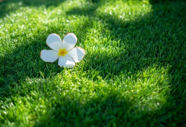 Las flores blancas y el césped artificial verde se utilizan para el fondo o la textura