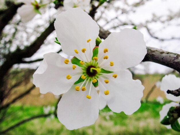 Flores blancas de ciruela en flor primer plano Macro fotografía papel tapiz para decoración