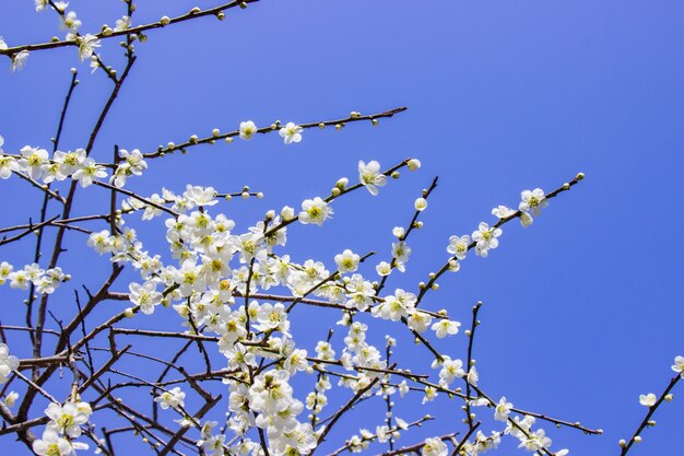 Flores blancas del ciruelo y fondo brillante del cielo azul.