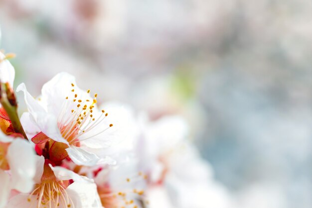 Flores blancas en ciruelo de primavera con fondo azul suave bokeh