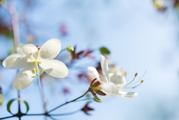 Foto unas flores blancas colgando de brach