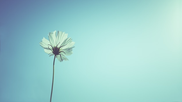 Flores blancas del cosmos en el cielo azul, filtro de la vendimia