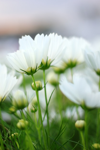 Flores blancas del cosmos