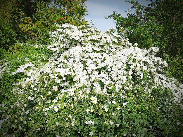 Foto flores blancas creciendo en el árbol