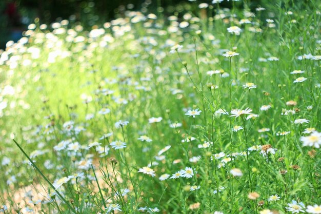 Flores blancas creciendo en el campo