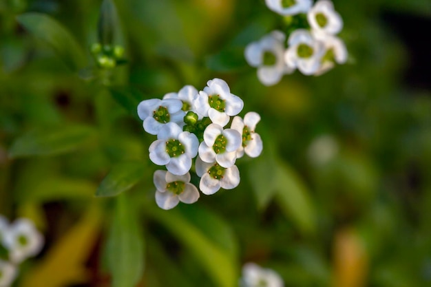 Flores blancas Dulce Alyssum Lobularia maritima