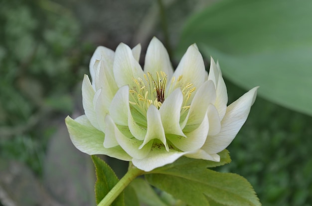 Flores blancas de eléboros Doble Ellen White Evergreen eléboro perenne florecen a fines del invierno hasta principios de la primaveraNavidad rosa o eléboro