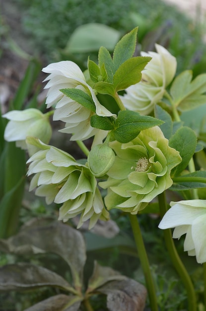 Flores blancas de eléboros Eléboro perenne de hoja perenne florece a fines del invierno hasta principios de la primaveraFlores de primavera de rosa de Navidad o eléboro que se colocan en semisombra