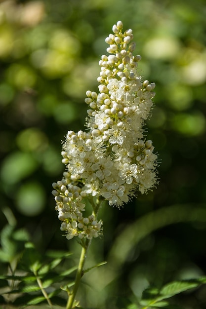 Flores blancas esponjosas espirea falsa en el jardín de verano