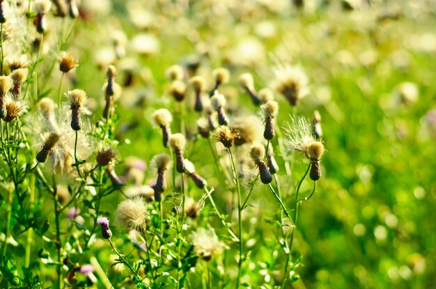 Flores blancas esponjosas