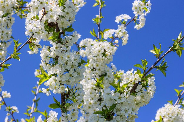 Foto flores blancas en flor en los árboles