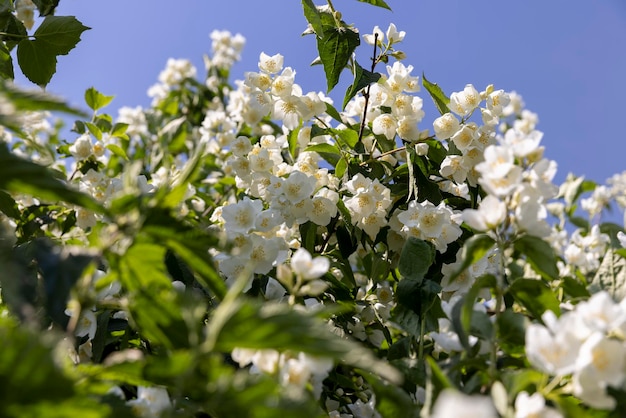 flores blancas en flor arbusto de jazmín en la temporada de primavera hermosas flores de jazmín perfumadas durante la floración