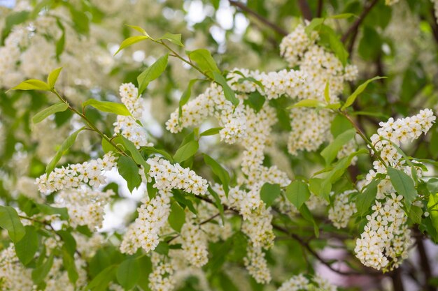 Flores blancas en flor cereza de pájaro árbol de cereza en flor primer plano de un árbol de Prunus padus en flor con pequeñas flores blancas en primavera concepto de primavera