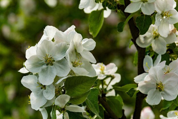 Flores blancas flor de manzana