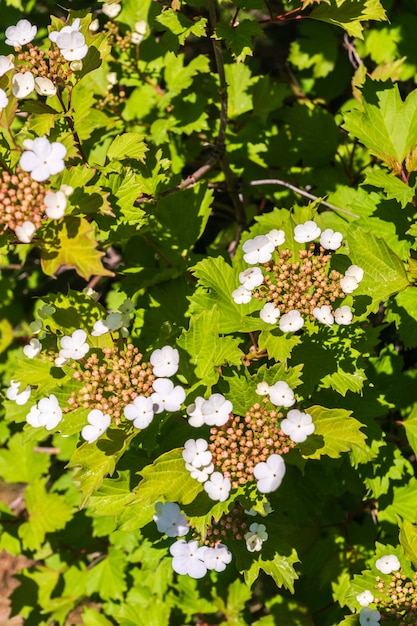 Flores blancas en flor de la planta de Guelder en un jardín