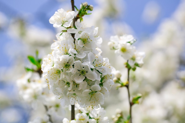 Flores blancas en flor