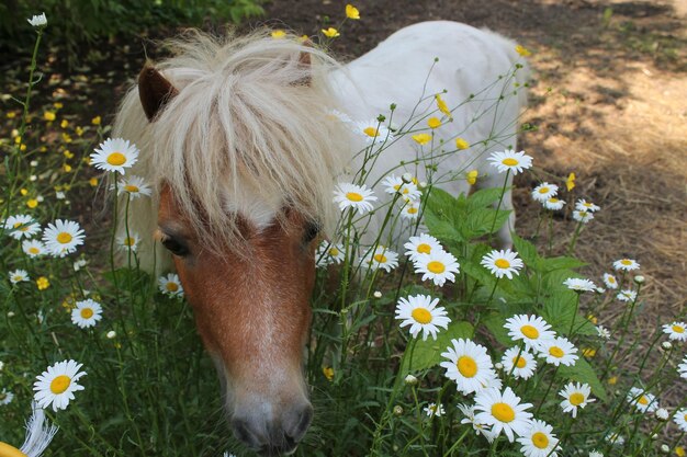 Foto las flores blancas florecen en el campo