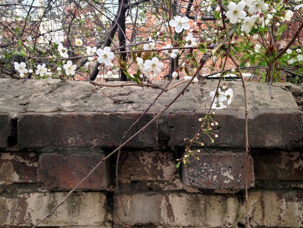 Foto las flores blancas florecen sobre la pared de ladrillo