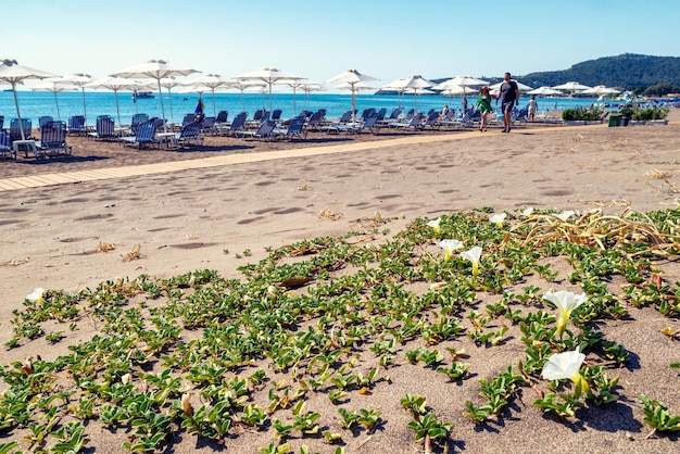 Flores blancas florecientes cerca de la playa de arena en el resort de verano Faliraki en la isla de Rodas en Grecia
