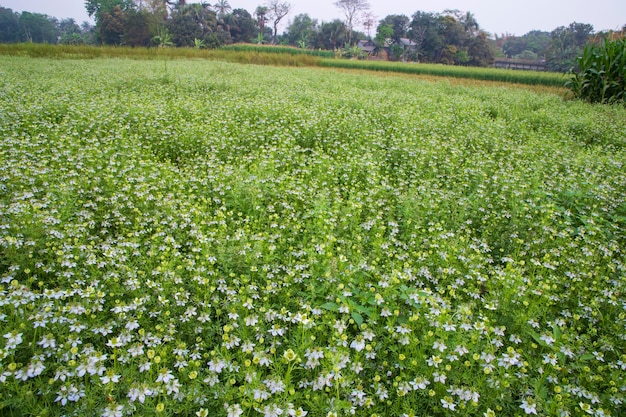 Flores blancas florecientes de Nigella sativa en el campo con cielo azul Vista del paisaje natural