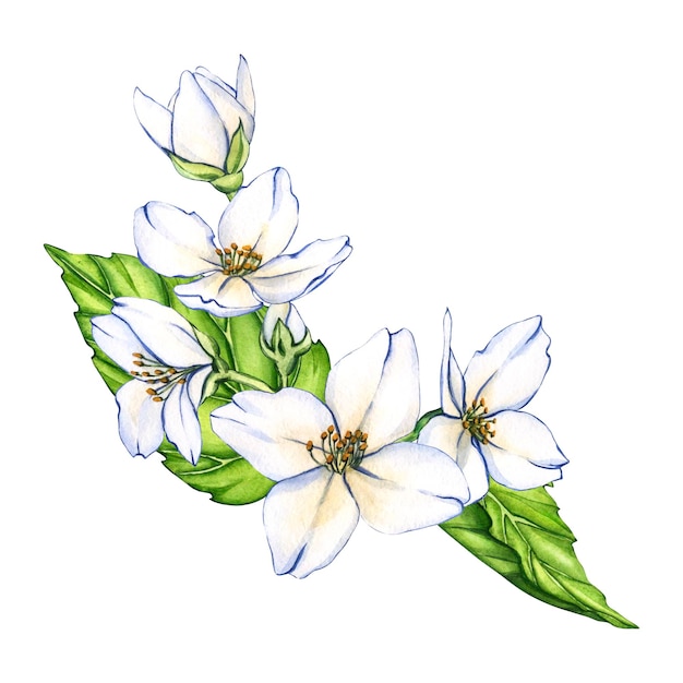 Flores blancas, flores de jazmín aisladas sobre un fondo blanco, ilustraciones florales en acuarela para el diseño de tarjetas de invitación.