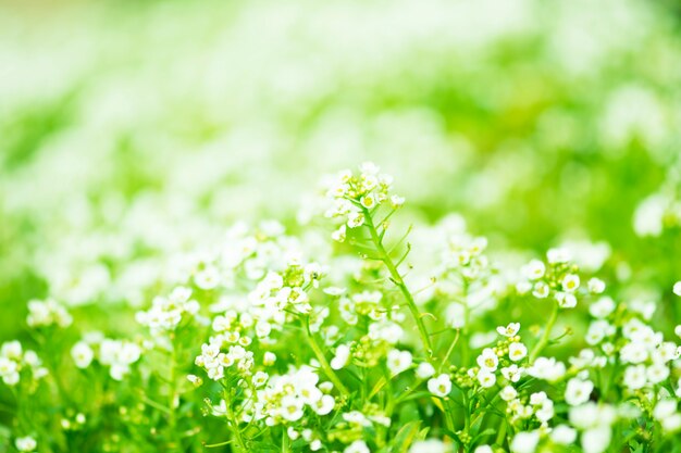 Flores blancas para el fondo.