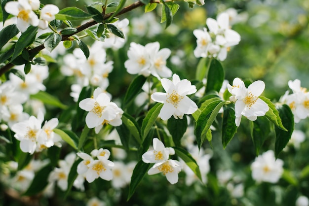 Flores blancas fragantes de Filadelfia en el jardín en verano