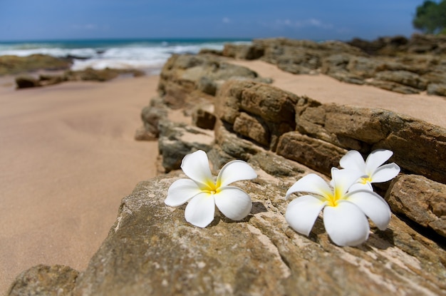 flores blancas frangipani cerca del mar