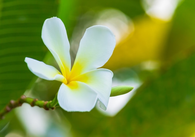 Las flores blancas del frangipani están floreciendo maravillosamente.