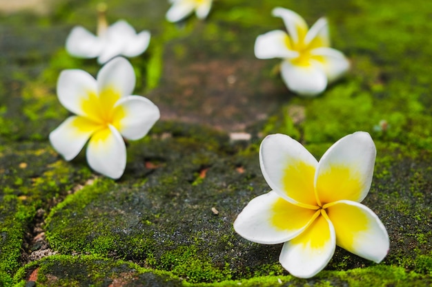 Flores blancas del Frangipani (Plumeria) con musgo verde en el camino del ladrillo