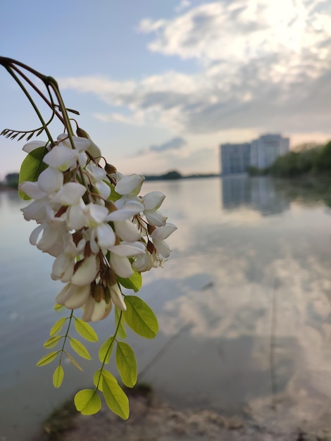 Flores blancas frente a un lago