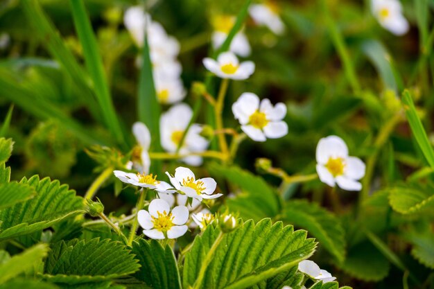 Flores blancas de fresa en el jardín. Flores de fresa. Cultivo de fresas