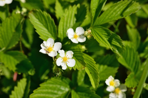 flores blancas de fresa silvestre en la hierba, primer plano