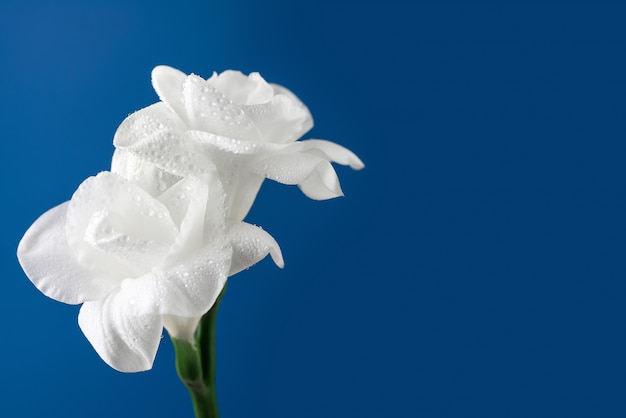 Flores blancas de la fresia en fondo azul.