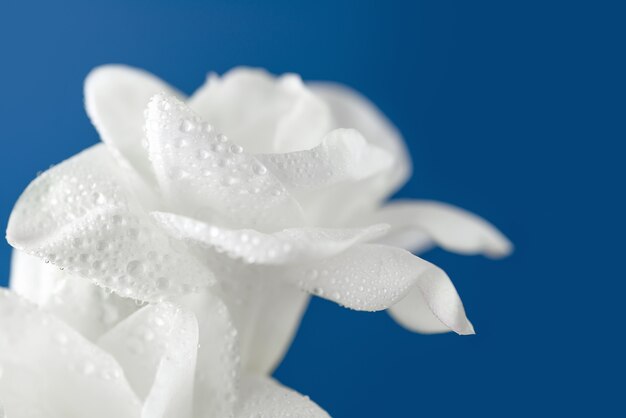 Foto flores blancas de la fresia en fondo azul.